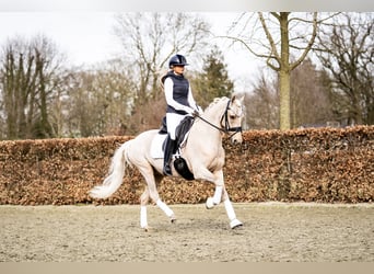 Welsh D (Cob), Gelding, 9 years, 14.2 hh, Palomino