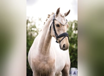 Welsh D (Cob), Gelding, 9 years, 14.2 hh, Palomino