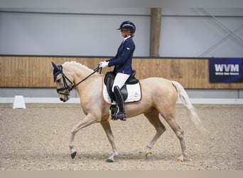 Welsh D (Cob), Gelding, 9 years, 14.2 hh, Palomino