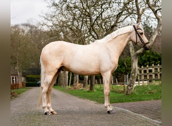 Welsh D (Cob), Gelding, 9 years, 14.2 hh, Palomino