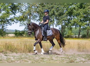 Welsh D (Cob), Gelding, 9 years, 14 hh, Bay-Dark