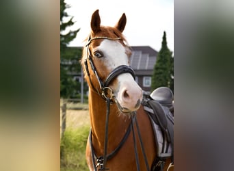 Welsh D (Cob) Mix, Gelding, 9 years, 15,1 hh, Chestnut-Red