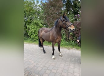 Welsh D (Cob), Mare, 10 years, 13.3 hh, Brown