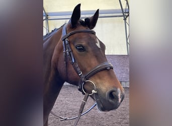 Welsh D (Cob), Mare, 10 years, 13.3 hh, Brown