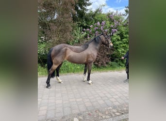 Welsh D (Cob), Mare, 10 years, 13.3 hh, Brown