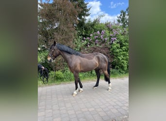 Welsh D (Cob), Mare, 10 years, 13.3 hh, Brown