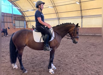 Welsh D (Cob), Mare, 10 years, 13.3 hh, Brown