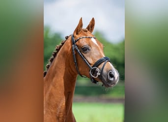 Welsh D (Cob), Mare, 10 years, 14 hh, Chestnut-Red