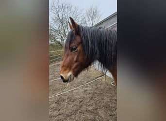 Welsh D (Cob), Mare, 10 years, 14,1 hh, Brown