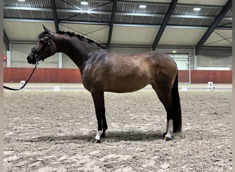 Welsh D (Cob), Mare, 10 years, 15.1 hh, Bay-Dark