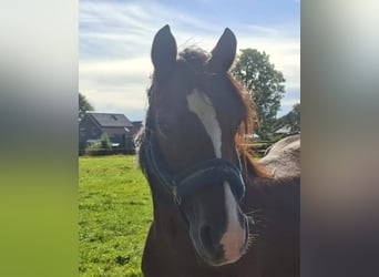 Welsh D (Cob), Mare, 11 years, 14 hh, Brown