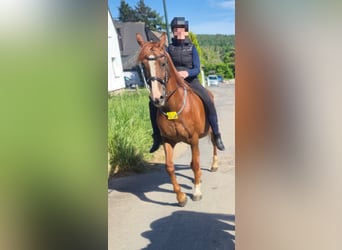 Welsh D (Cob), Mare, 12 years, 14.2 hh, Chestnut-Red