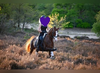 Welsh D (Cob), Mare, 12 years, 14,2 hh, Chestnut-Red