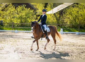 Welsh D (Cob), Mare, 12 years, 14,2 hh, Chestnut-Red