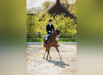 Welsh D (Cob), Mare, 12 years, 14,2 hh, Chestnut-Red