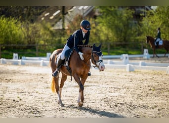 Welsh D (Cob), Mare, 12 years, 14,2 hh, Chestnut-Red
