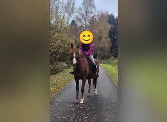 Welsh D (Cob), Mare, 12 years, 14,2 hh, Chestnut-Red