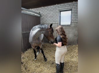Welsh D (Cob), Mare, 13 years, 14.1 hh, Roan-Bay