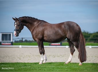 Welsh D (Cob), Mare, 13 years, 14,1 hh, Chestnut-Red
