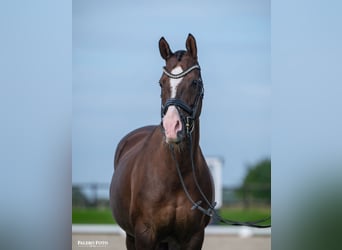 Welsh D (Cob), Mare, 13 years, 14,1 hh, Chestnut-Red