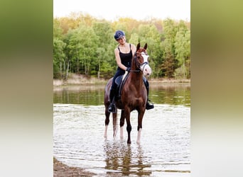 Welsh D (Cob), Mare, 13 years, 14,2 hh, Chestnut-Red