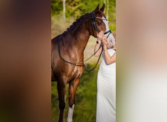Welsh D (Cob), Mare, 13 years, 14,2 hh, Chestnut-Red