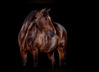 Welsh D (Cob), Mare, 14 years, 14.3 hh, Bay-Dark