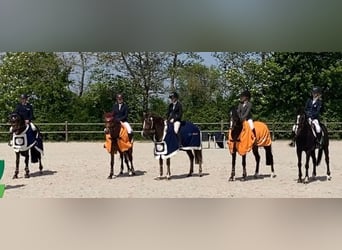 Welsh D (Cob), Mare, 14 years, 14.3 hh, Bay-Dark