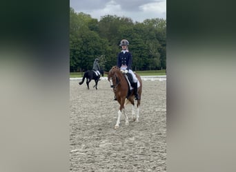 Welsh D (Cob), Mare, 14 years, 14 hh, Chestnut-Red