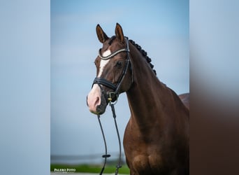 Welsh D (Cob), Mare, 14 years, 14,1 hh, Chestnut-Red