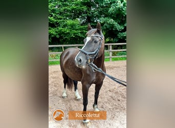 Welsh D (Cob), Mare, 15 years, 13.3 hh, Black
