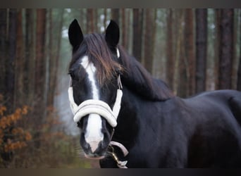 Welsh D (Cob), Mare, 15 years, 13,3 hh, Black