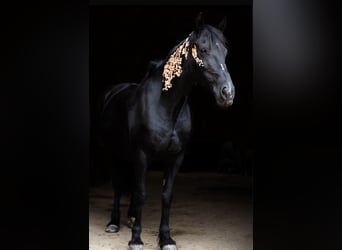 Welsh D (Cob), Mare, 15 years, 14,2 hh, Smoky-Black