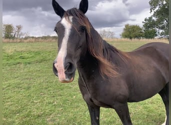 Welsh D (Cob), Mare, 15 years, 14,3 hh, Black