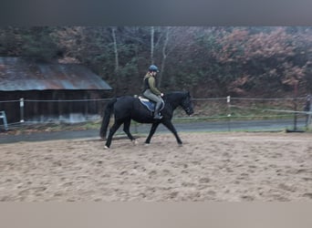 Welsh D (Cob), Mare, 16 years, 14,3 hh, Black