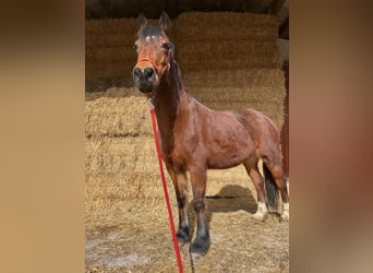 Welsh D (Cob), Mare, 16 years, 14,3 hh, Brown