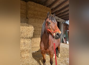 Welsh D (Cob), Mare, 16 years, 14,3 hh, Brown