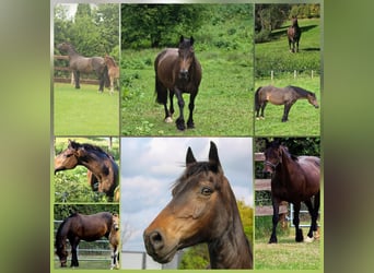 Welsh D (Cob), Mare, 17 years, 14.1 hh, Brown