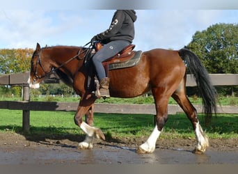 Welsh D (Cob), Mare, 17 years, 14.2 hh, Brown