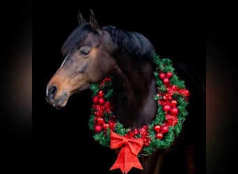 Welsh D (Cob) Mix, Mare, 17 years, 14,2 hh, Bay-Dark