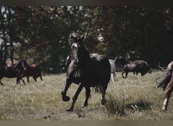 Welsh D (Cob), Mare, 18 years, 14,2 hh, Black