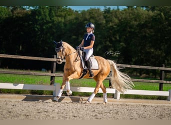 Welsh D (Cob), Mare, 18 years, 14,2 hh, Palomino