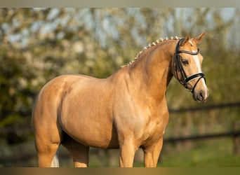 Welsh D (Cob), Mare, 18 years, 14,2 hh, Palomino