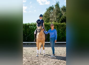 Welsh D (Cob), Mare, 18 years, 14,2 hh, Palomino