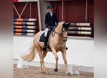 Welsh D (Cob), Mare, 18 years, 14,2 hh, Palomino