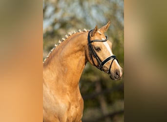 Welsh D (Cob), Mare, 18 years, 14,2 hh, Palomino
