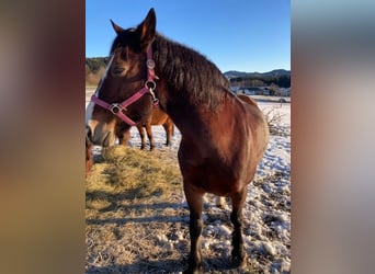 Welsh D (Cob), Mare, 18 years, 15,1 hh, Brown