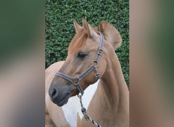 Welsh D (Cob), Mare, 19 years, 14.2 hh, Pinto