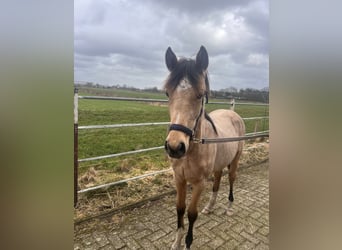 Welsh D (Cob), Mare, 1 year, 10.2 hh