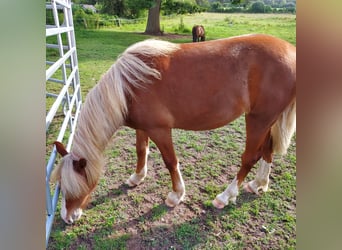 Welsh D (Cob), Mare, 1 year, 13.1 hh, Chestnut-Red